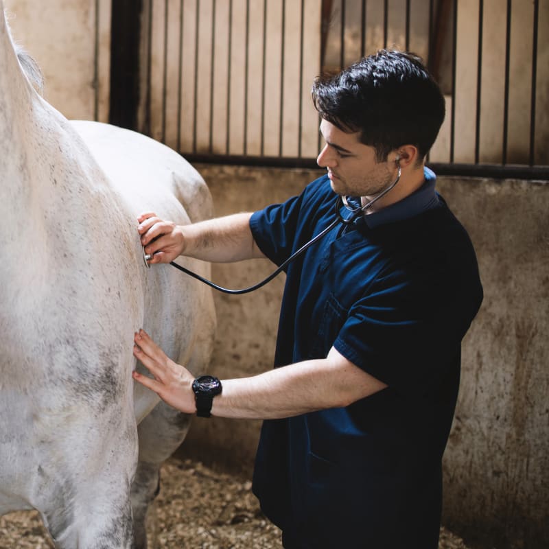 Equine Ambulatory Services, Ocala Vets