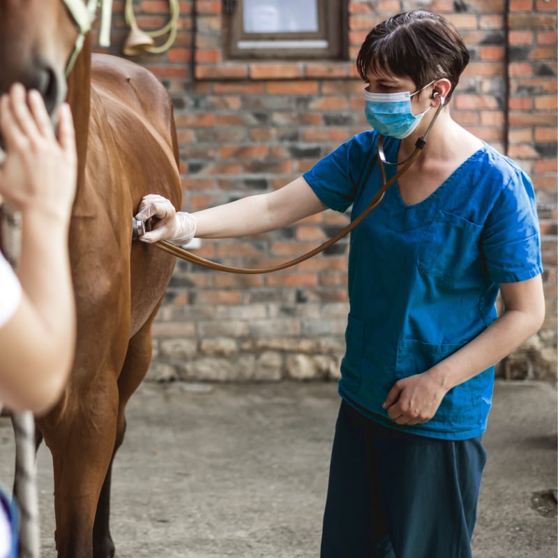 Equine Diagnostic Lab in Ocala