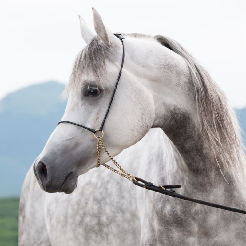 White horse, Equine Lameness Exams in Ocala
