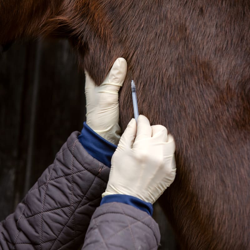 Equine Pre-purchase Exams in Ocala