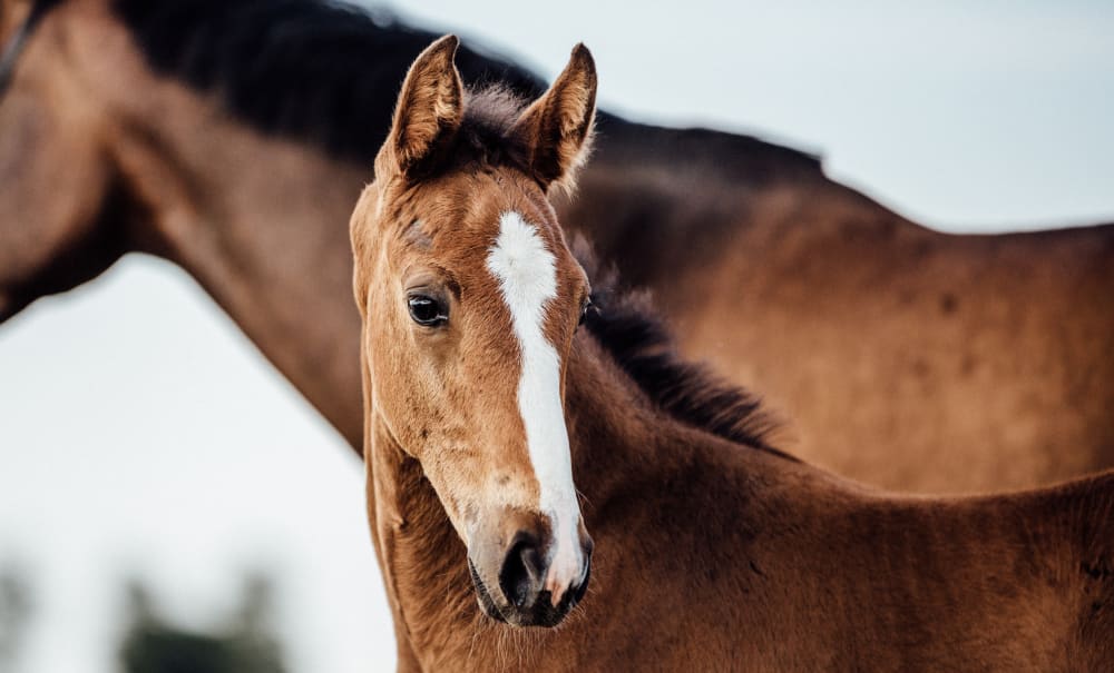 Pre-Purchase and Sales Work, Florida Equine Veterinary Associates in Ocala