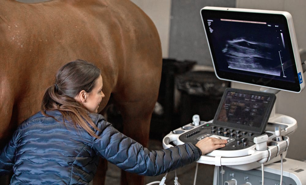 Lameness Exams and Treatments, Florida Equine Veterinary Associates in Ocala