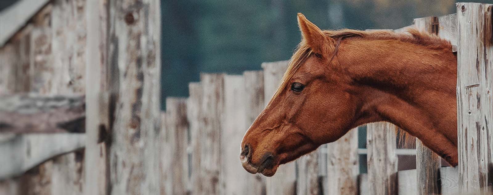 Testimonials about our equine hospital in Ocala